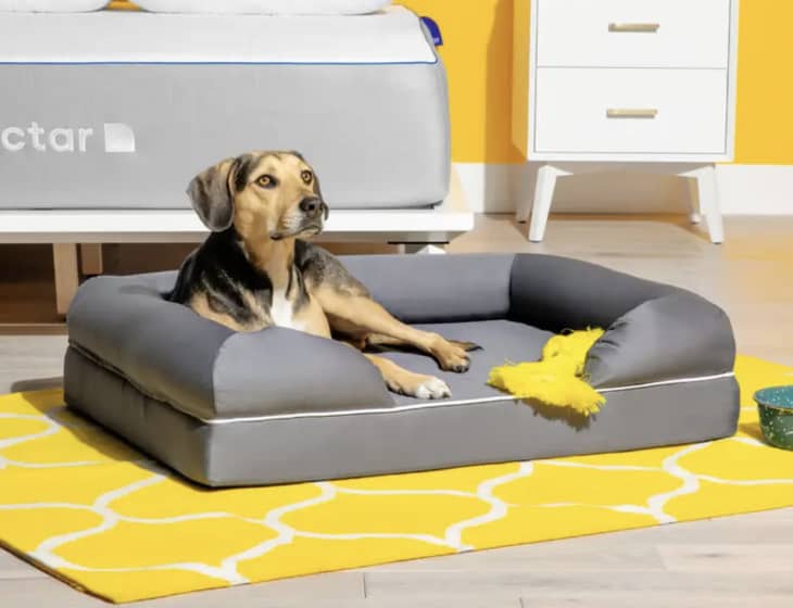 The Best Stylish Dog Beds for 2022 Apartment Therapy